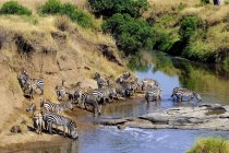 Равнинные зебры пьют на временной реке, заповедник Масаи Мара, Кения, Восточная Африка — стоковое фото