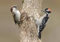Downy woodpecker showing aggression towards sparrow on tree trunk. — Stock Photo
