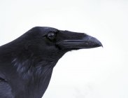 Gros plan portrait de corbeau commun sur fond blanc . — Photo de stock