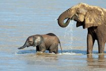 Afrikanischer Elefant mit Kalb badet im Ewaso Nyiro Fluss im Samburu Nationalpark, Kenia, Ostafrika — Stockfoto