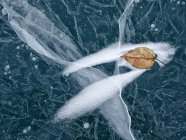 Folha de álamo de bálsamo na superfície de gelo do lago — Fotografia de Stock