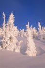Árboles cubiertos de nieve en la estación de esquí Mount Washington, Vancouver Island, Columbia Británica, Canadá . - foto de stock