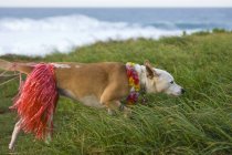 Perro de temática hawaiana en hierba verde, Maui, Hawaii, EE.UU. - foto de stock