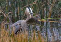 Great blue heron bird with fish catch in wetland. — Stock Photo