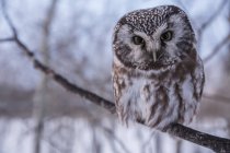 Boreal owl perched on tree branch in snowy forest. — Stock Photo