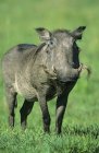 Warzenschweinmännchen steht auf einer grünen Wiese in Kenia, Ostafrika — Stockfoto