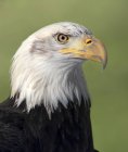 Retrato de águila calva ave de presa al aire libre
. - foto de stock