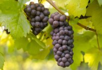 Uvas maduras listas para la vendimia en viñedo, primer plano . - foto de stock