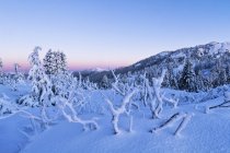 Árboles nevados y paisaje del Parque Provincial Mount Seymour al amanecer, Columbia Británica, Canadá - foto de stock