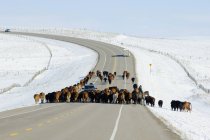 Велика рогата худоба, ходити в проїзної частини на автомобілі в південно-західній провінції Альберта, Канада. — стокове фото