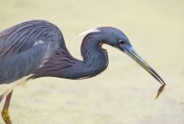 Tricolored heron with fish in beak hunting, close-up — Stock Photo