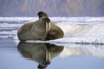 Atlantic walruses resting in icy landscape of Alexandra Fiord, Ellesmere Island, Canadian High Arctic — Stock Photo
