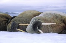 Atlantic walruses loafing on pack ice, Svalbard Archipelago, Arctic Norway — Stock Photo