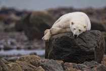 Белый медведь лежит и отдыхает на скалах в Черчилле, Манитоба, Канада — стоковое фото