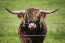 Highland cattle with horns in Kananaskis Country, Alberta, Canada — Stock Photo