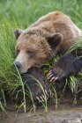 Close-up de urso pardo dormindo em grama de borda, Great Bear Rainforest, British Columbia, Canadá — Fotografia de Stock
