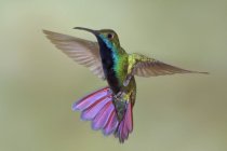 Black-throated mango hummingbird flying in midair in Trinidad and Tobago. — Stock Photo