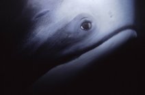 Глаз тихоокеанского белого дельфина под водой — стоковое фото