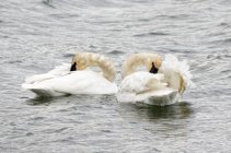 Лебеді очищають пір'я під час плавання на поверхні води — стокове фото
