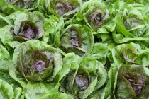 Red butter lettuce vegetables, full frame — Stock Photo
