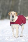 Yellow Labrador retriever dog wearing red coat in winter. — Stock Photo