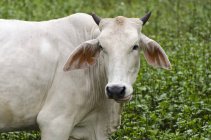 Porträt einer Kuh auf einem Acker in der Provinz Guanacaste an Costa Rica. — Stockfoto