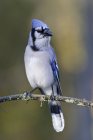 Blue jay bird perched on tree branch, close-up. — Stock Photo