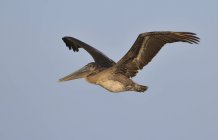 Pelícano marrón volando contra el cielo azul - foto de stock
