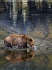Urso pardo bebendo água doce no estuário . — Fotografia de Stock