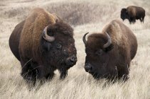 Amerikanische Bisonbullen und Kuh auf der Weide im Windhöhlen-Nationalpark, South Dakota, Vereinigte Staaten von Amerika. — Stockfoto