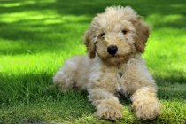 Miniature Australian labradoodle puppy resting on green lawn grass. — Stock Photo