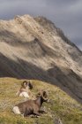 Bighorn ovelhas descansando em Wilcox Pass, Jasper National Park, Alberta Canadá . — Fotografia de Stock