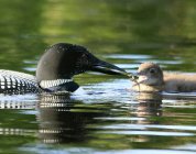 Loon feeding chick in lake water, close-up — Stock Photo