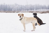 Dois labrador retrievers na paisagem nevada do inverno da floresta de Assiniboine, Winnipeg, Manitoba, Canadá . — Fotografia de Stock