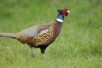 Male ring-necked pheasant walking in green grass. — Stock Photo