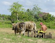 Local farmer cultivating tobacco field using oxen bulls near Vinales, Cuba — Stock Photo