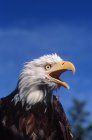 Bald eagle calling with beak open outdoors. — Stock Photo