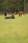 Cavalli, alci e mucche insieme sul campo a Bella Coola, Columbia Britannica, Canada — Foto stock