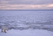 Ours polaire marchant sur la glace par l'océan au Manitoba, Canada — Photo de stock