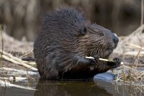 Beaver alimentando-se de ramo de árvore de álamo, Ontário, Canadá — Fotografia de Stock