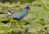 Фіолетовий жовтувато-блакитний болото ходить на лілійних подушечках у болотах . — стокове фото