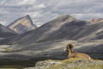 Pecora Bighorn che riposa nel Wilcox Pass, Jasper National Park, Alberta, Canada . — Foto stock