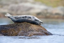 Harbor seal resting on reef rock in sea water. — Stock Photo