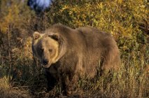 Grizzly bear in riverside willows and in autumn, Montana, Estados Unidos da América — Fotografia de Stock
