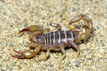 Scorpione settentrionale in posizione difensiva, primo piano . — Foto stock
