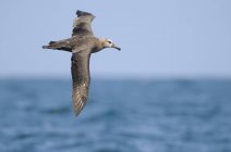 Albatroz-de-pés-pretos voando sobre a superfície da água azul . — Fotografia de Stock