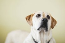 Yellow labrador retriever dog looking up indoors — Stock Photo