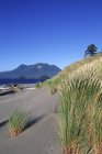Dunas de arena y pasto costero de Whaler Island, Clayoquot Sound, Vancouver Island, British Columbia, Canadá . - foto de stock