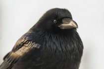 Ritratto di corvo comune seduto all'aperto . — Foto stock