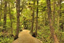 Sentier Wild Pacific dans la forêt tropicale de l'île de Vancouver, Colombie-Britannique, Canada — Photo de stock